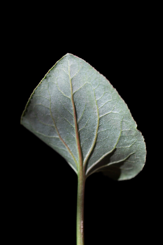 Fotografía de una hoja de Rehab Eldalil