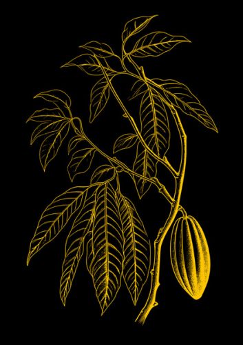 Theobroma cacao Paula Anta