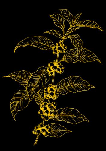 Coffea Paula anta